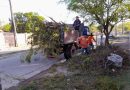 La Municipalidad de La Banda trabaja en la poda del arbolado urbano